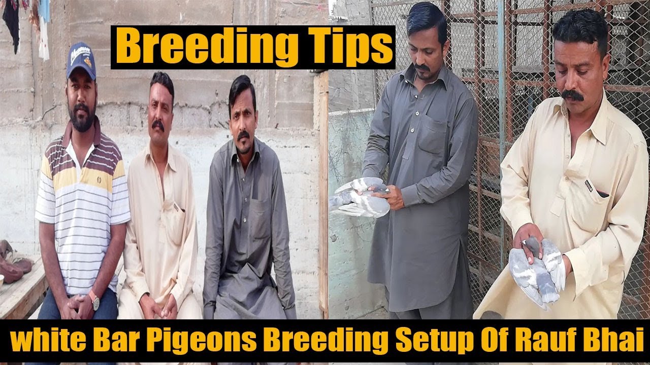 White Bar Pigeons Breeding Setup Of Rauf Bhai and Some Breeding Tips
