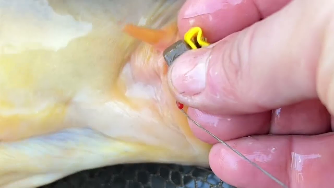 Bait Cages & Artificial Baits for Carp Fishing