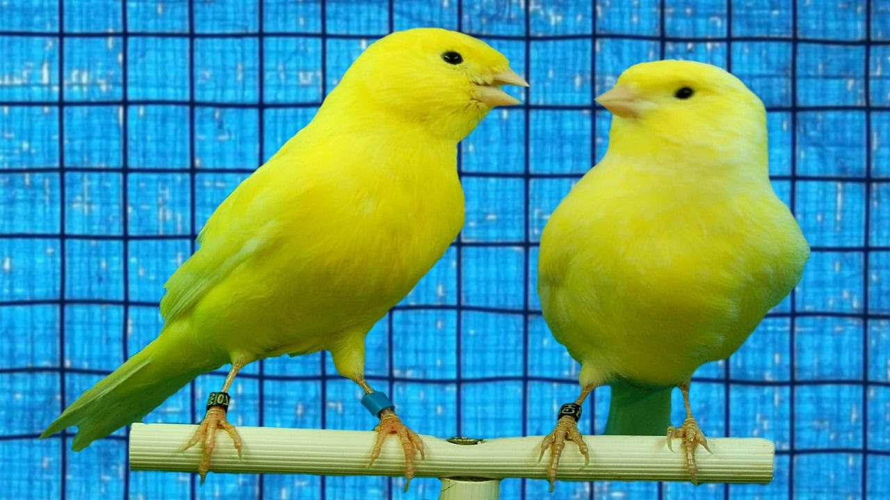 How to tell if a canary is male or female