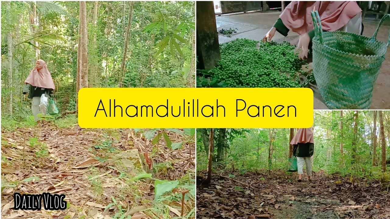 Blusukan Ke Kebon Panen leunca//Dailyvlog @bundavhiolla971 #vlogirt #irt #panen #leunca#vlog