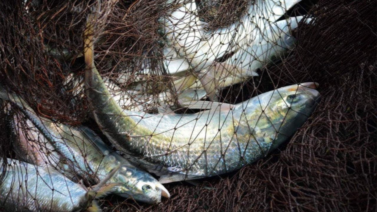 Live Hisha Fish Catching In The Podda River 2018 | Live Hilsa Fish Catching | Hilsa Fish Video |