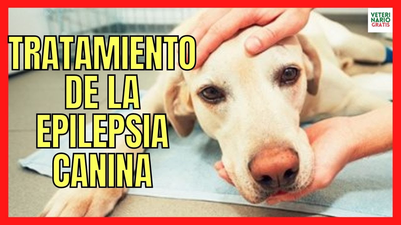 🆘 TRATAMIENTO DE LA EPILEPSIA EN PERROS 🆘 CON CONVULSIONES
