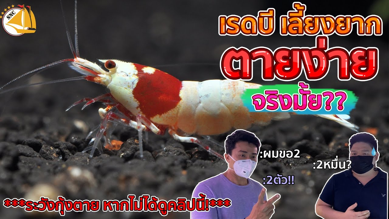 กุ้ง!!ปราบเซียน ลองเลี้ยงจะรอดไหม ??- SNC STORY EP.18 #กุ้งแคระ #REDBEE