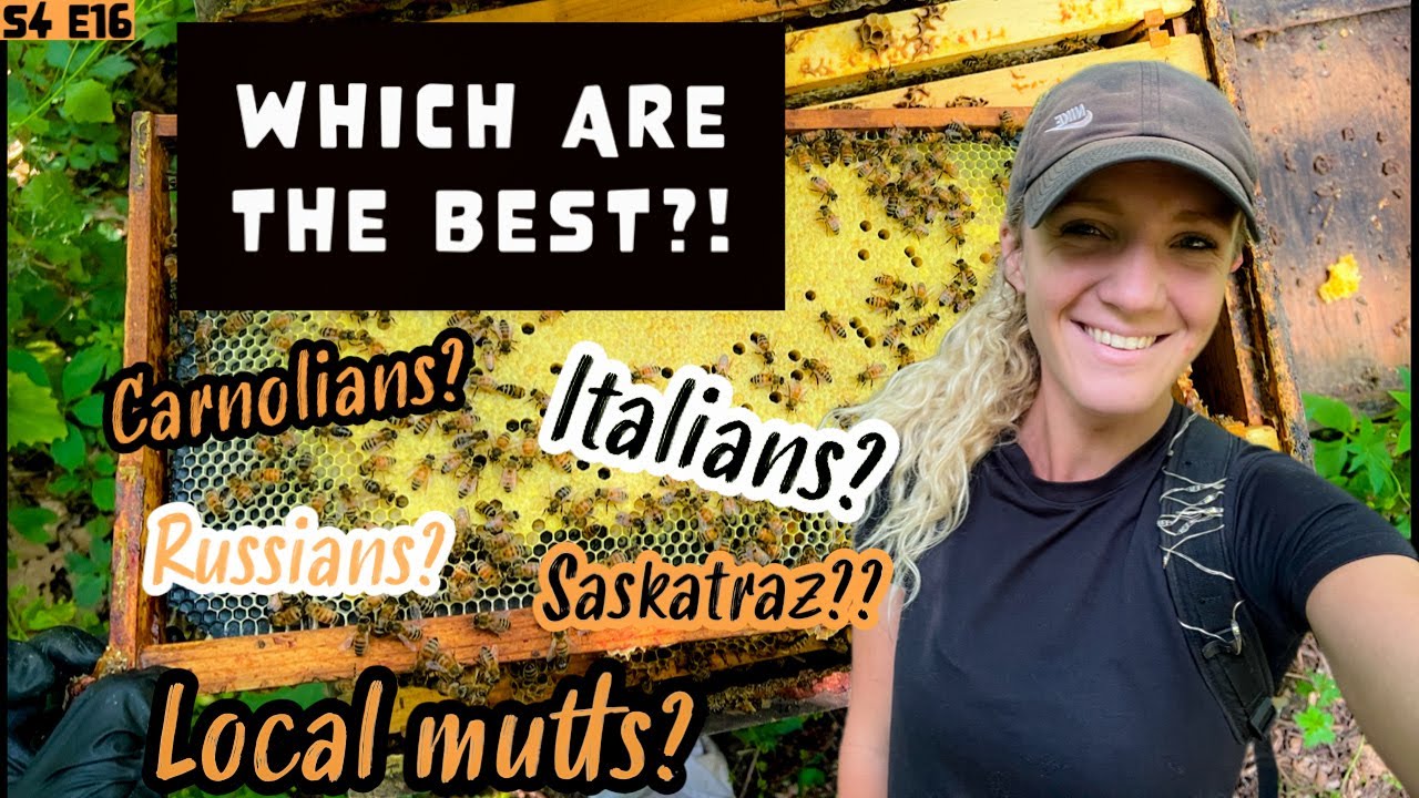 WHICH Breed Of Honey Bee Should I Get?! Beekeeping 101 #beekeeping