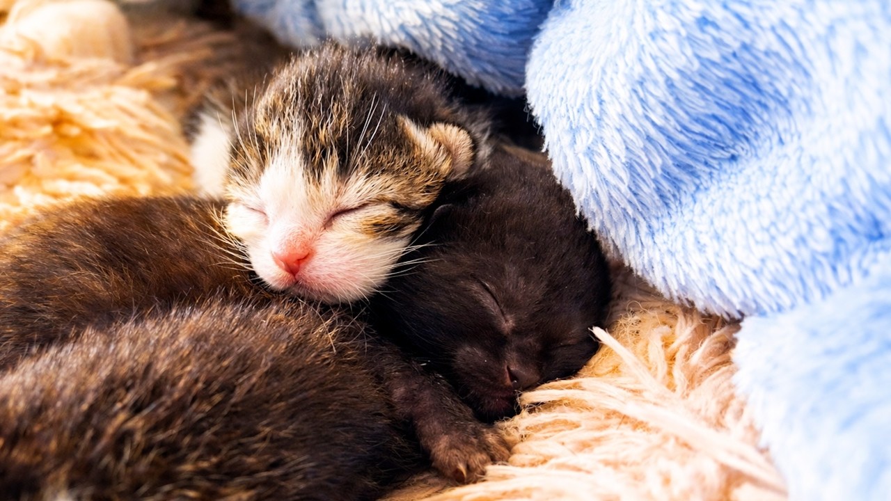 They won't stop CUDDLING! 😭🐾 (Pure Love: Newborn Kittens)