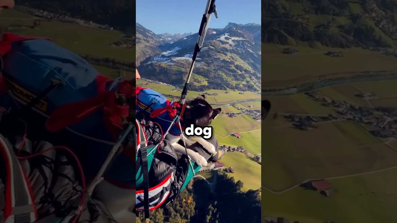 Paragliding With Dog (@annamaria.klocker)
