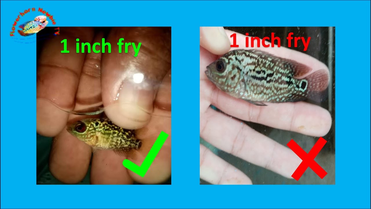 Choosing the right size of flowerhorn fry that you can buy online