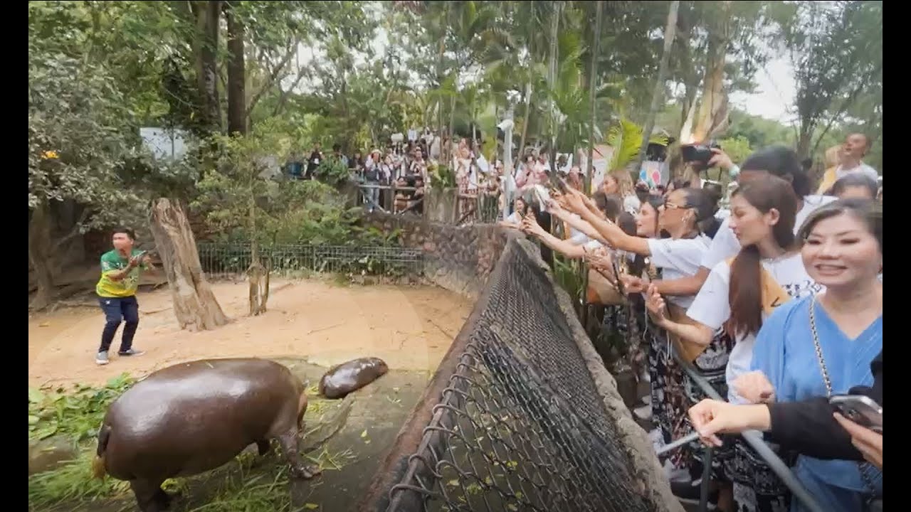 MGI 2024 : Explore nature and a variety of wildlife, and meet 𝗠𝗼𝗼 𝗗𝗲𝗻𝗴, the world-famous hippo 🦛✨