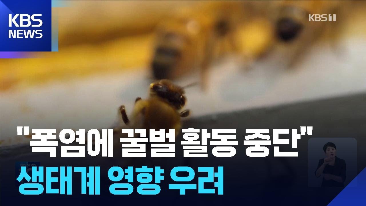 &ldquo;더위에 지친 벌들, 꽃가루 안 옮기고 휴식&rdquo; [기후는 말한다] / KBS  2025.08.11.