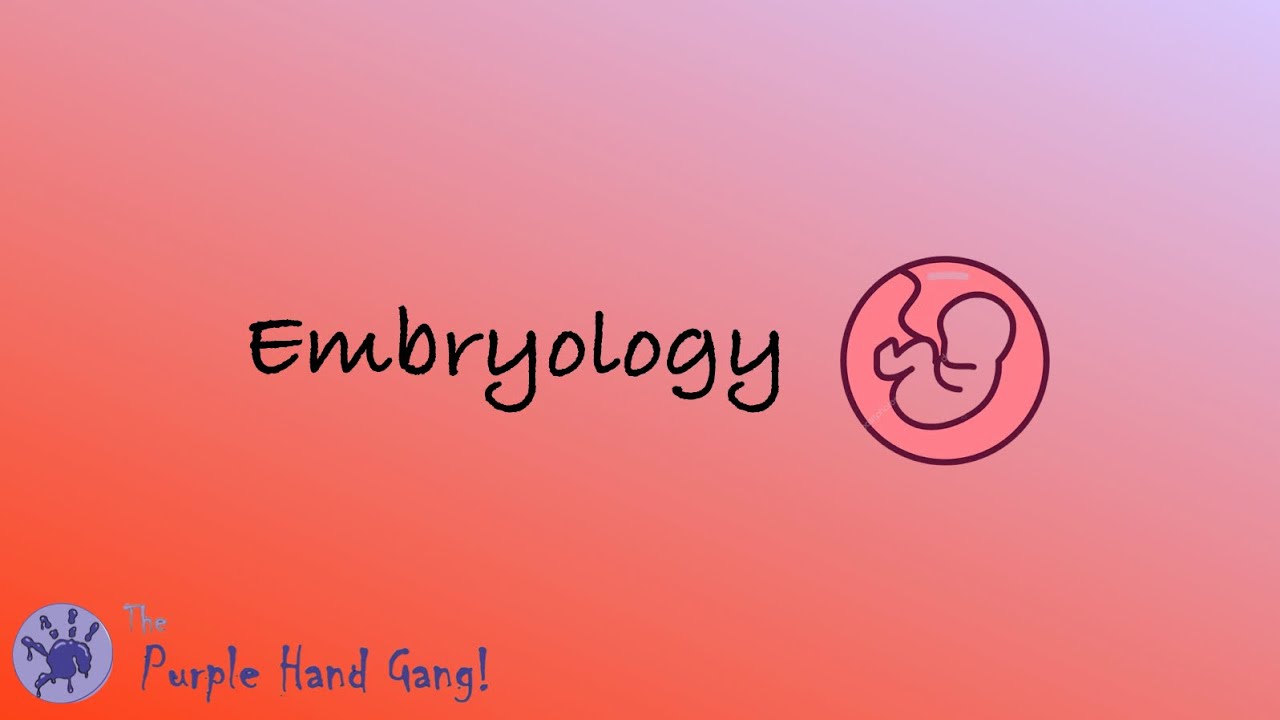 Embryology lecture 11 ( birth defects )