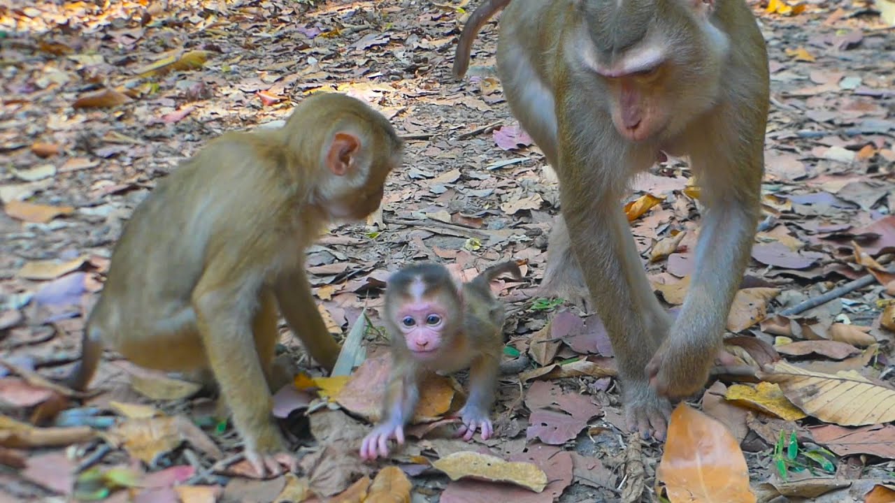 Finally, Mama Lauy succeeds in teaching newborn Lucan how to walk