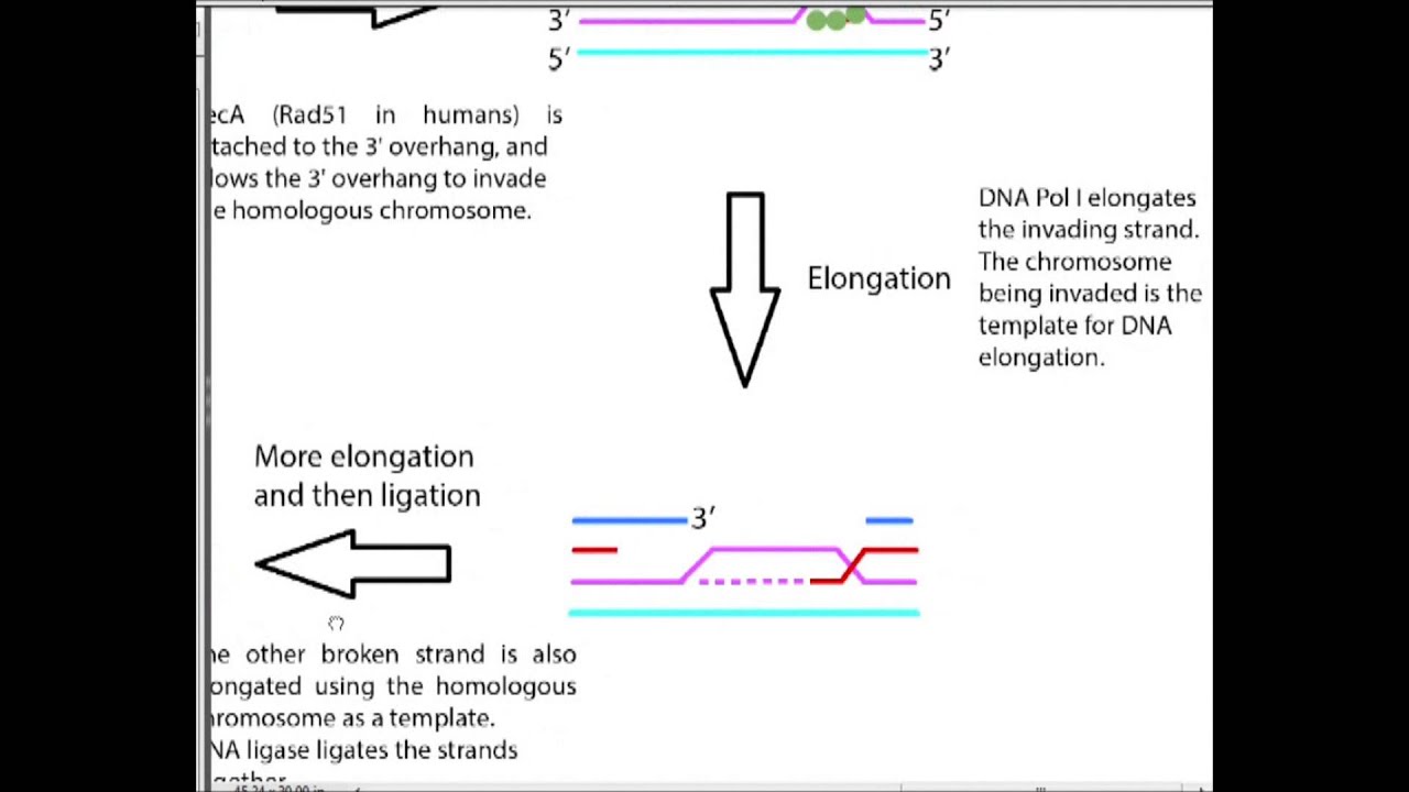 Double Strand Break Repair Details 2 of 2