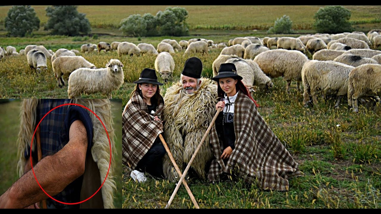 UN URS A MANCAT MANA CIOBANULUI NICOLAE CAPOTA DIN RASINARI - 1000 DE OI LA STANA!