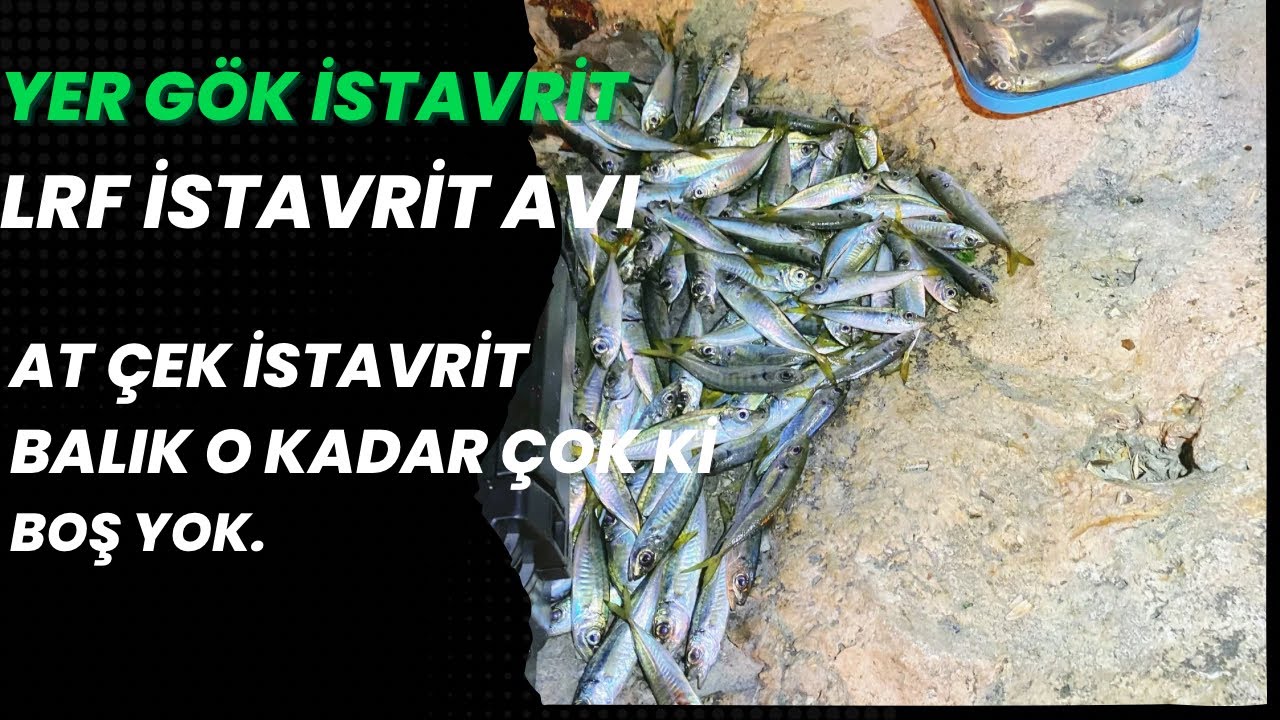 Yer Gök İstavrit at çek Lrf ile İstavrit Avı Efsane Geçti