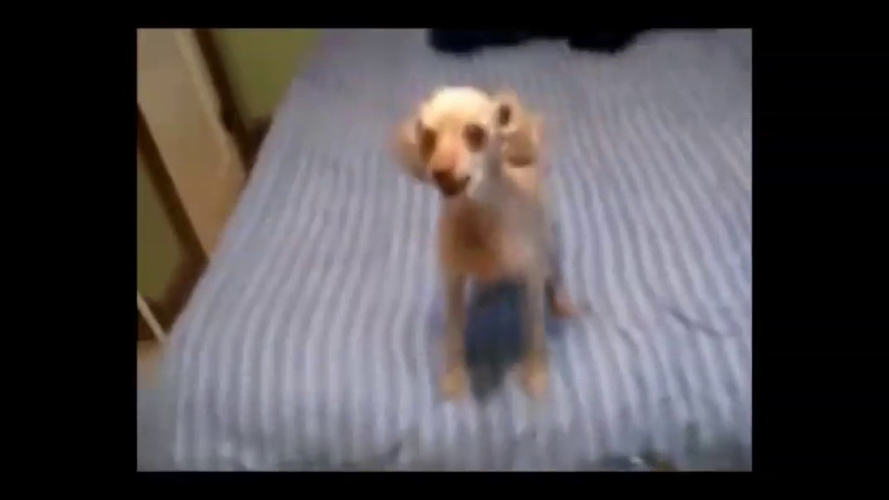 DOGS ON DRUGS-COMPILATION