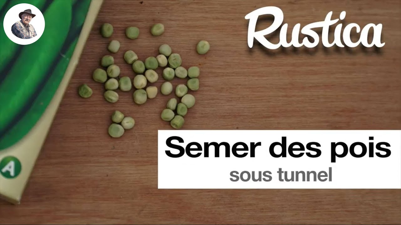 Semer des pois sous tunnel