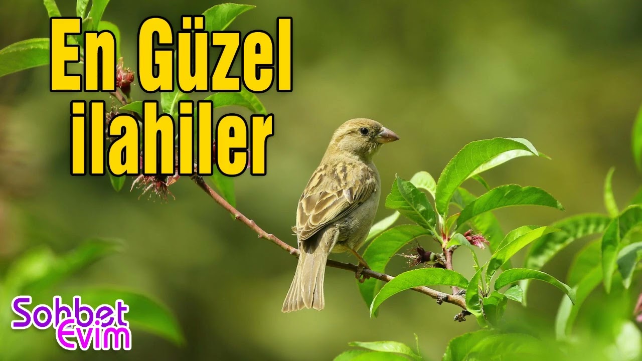 En Güzel İlahiler  💖 İlahi Bahçesi💖İlahi Dİnle 💖 Sohbet Evim