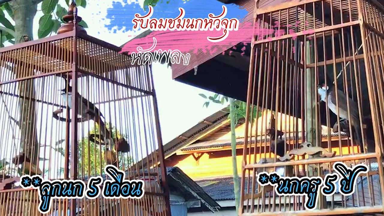 #birds #เสียงนกกรงหัวจุก #หัดเพลงลูกนก #นกกรงหัวจุกเสียงครู #รับลมชมนกหัวจุก
