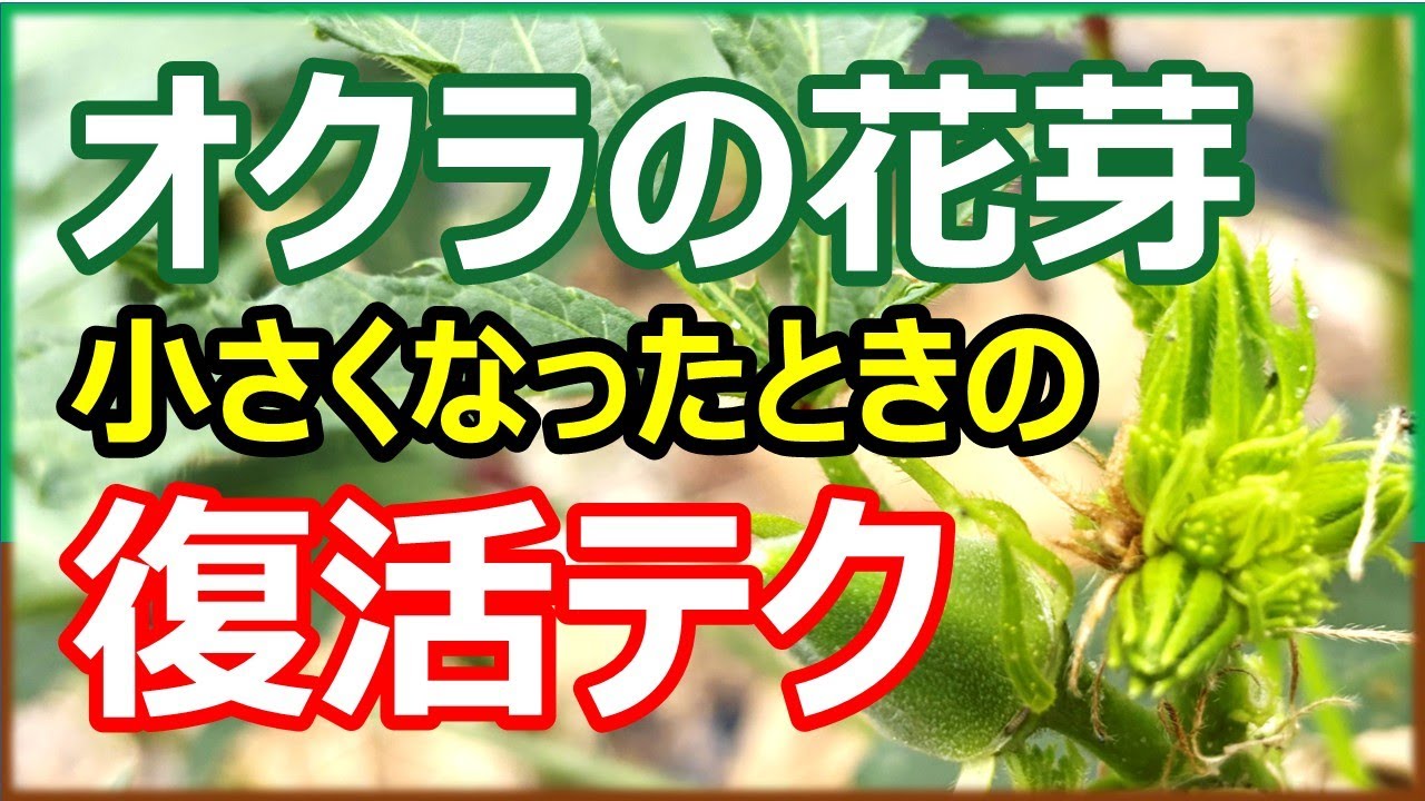 【知らないと損】小さくなったオクラの花芽が復活する追肥と管理テク
