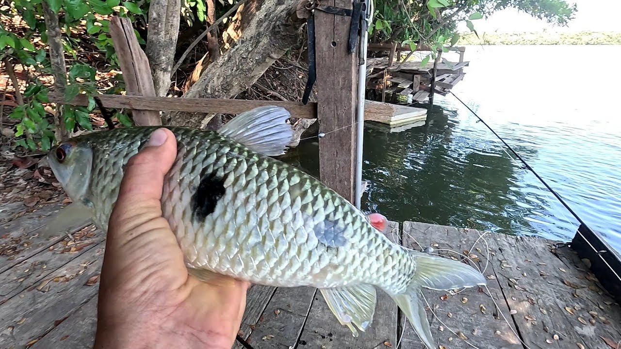 Pescando piau de barranco, cevinha top 