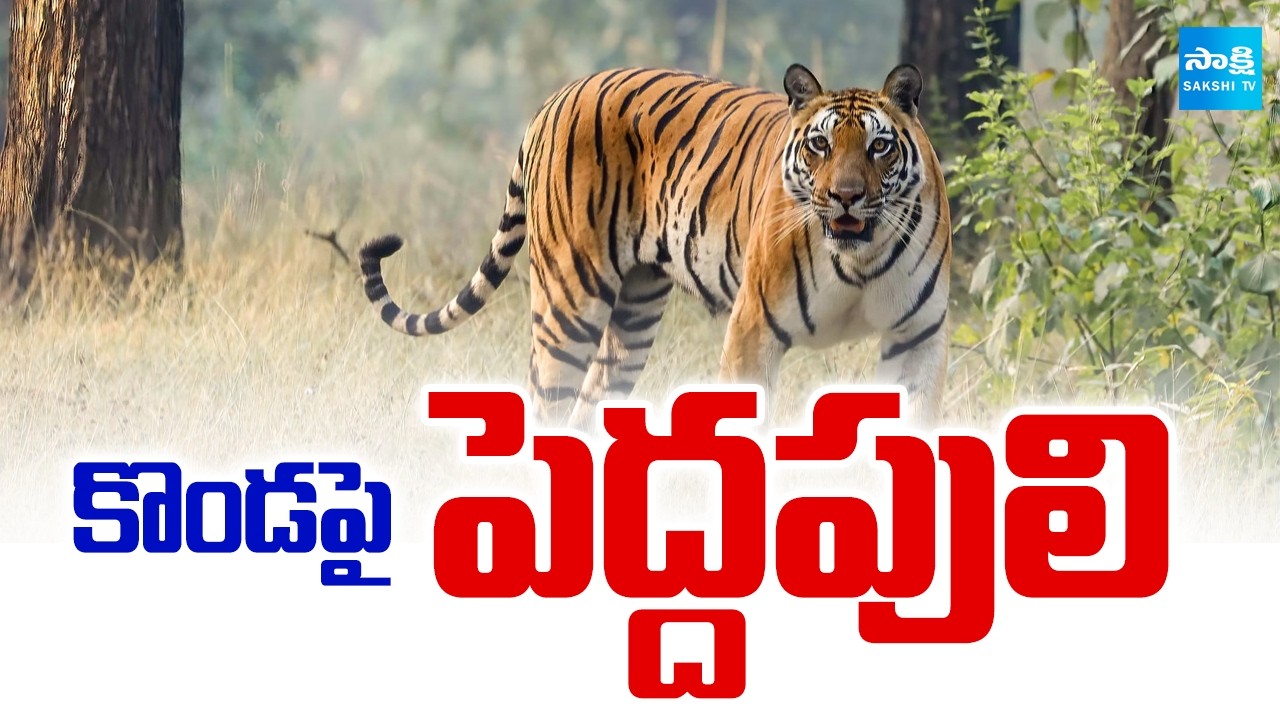 Tiger Wandering In Forest Area Rampachodavaram Hill Area | Polavaram District | @SakshiTV