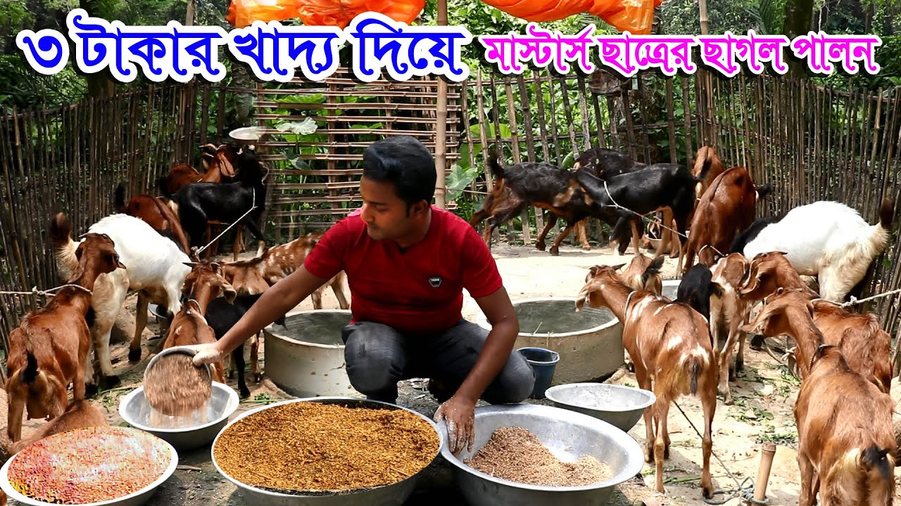 মাস্টার্স ছাত্রের ব্ল্যাক বেঙ্গল ও ক্রস ছাগল পালন মাত্র ৩ টাকার খাদ্য দিয়ে | দেশি ছাগলের খামার #গোট
