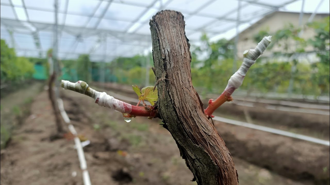 Cara mengganti jenis varian anggur (proses grafting/okulasi)