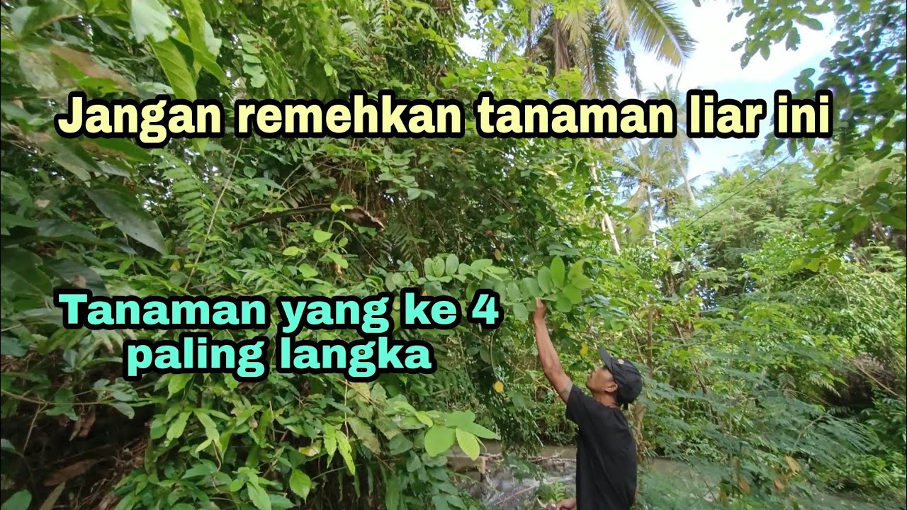Mengenal jenis tanaman menjalar / merambat yang bagus untuk Bonsai