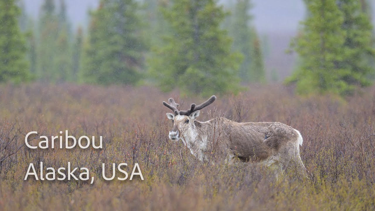Caribou. Alaska, USA