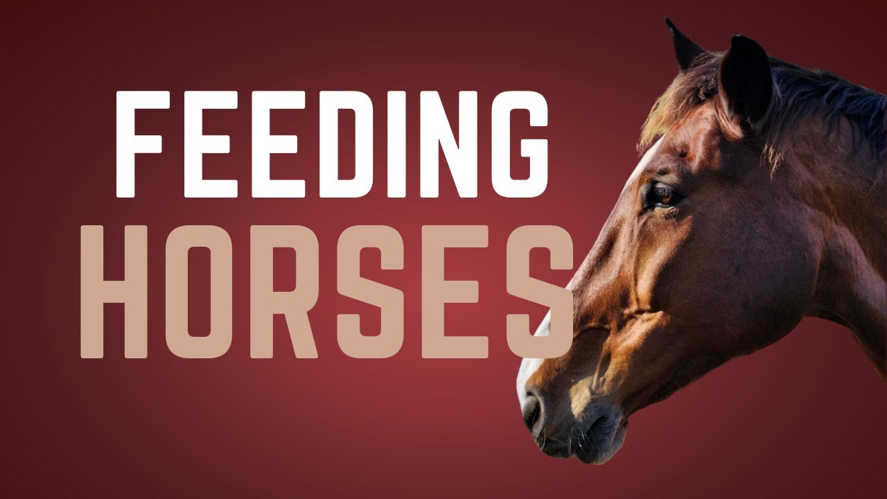 Equine Nutrition Explained: A Complete Guide to Feeding Horses