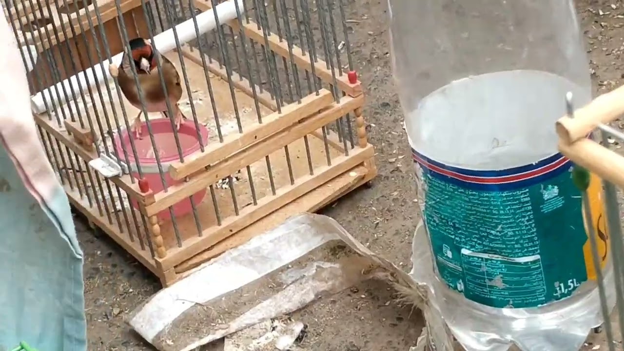 جولة في أكبر سوق طيور بمراكش المعروف بطيور الحسون