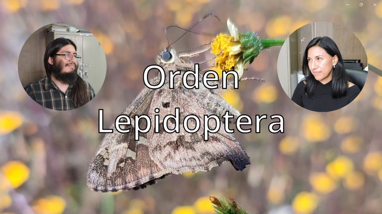 ¡Hablemos sobre Lepidópteros con Marysol Trujano!