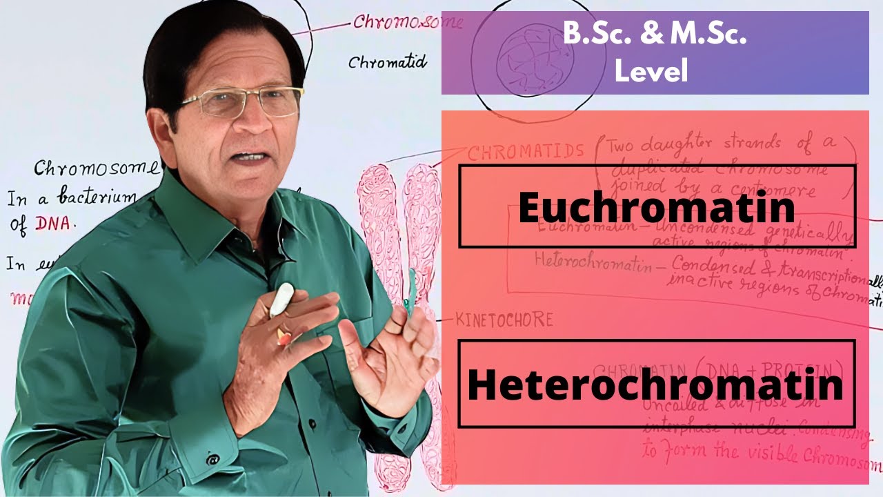 Euchromatin & Heterochromatin || B.Sc. & M.Sc. Level