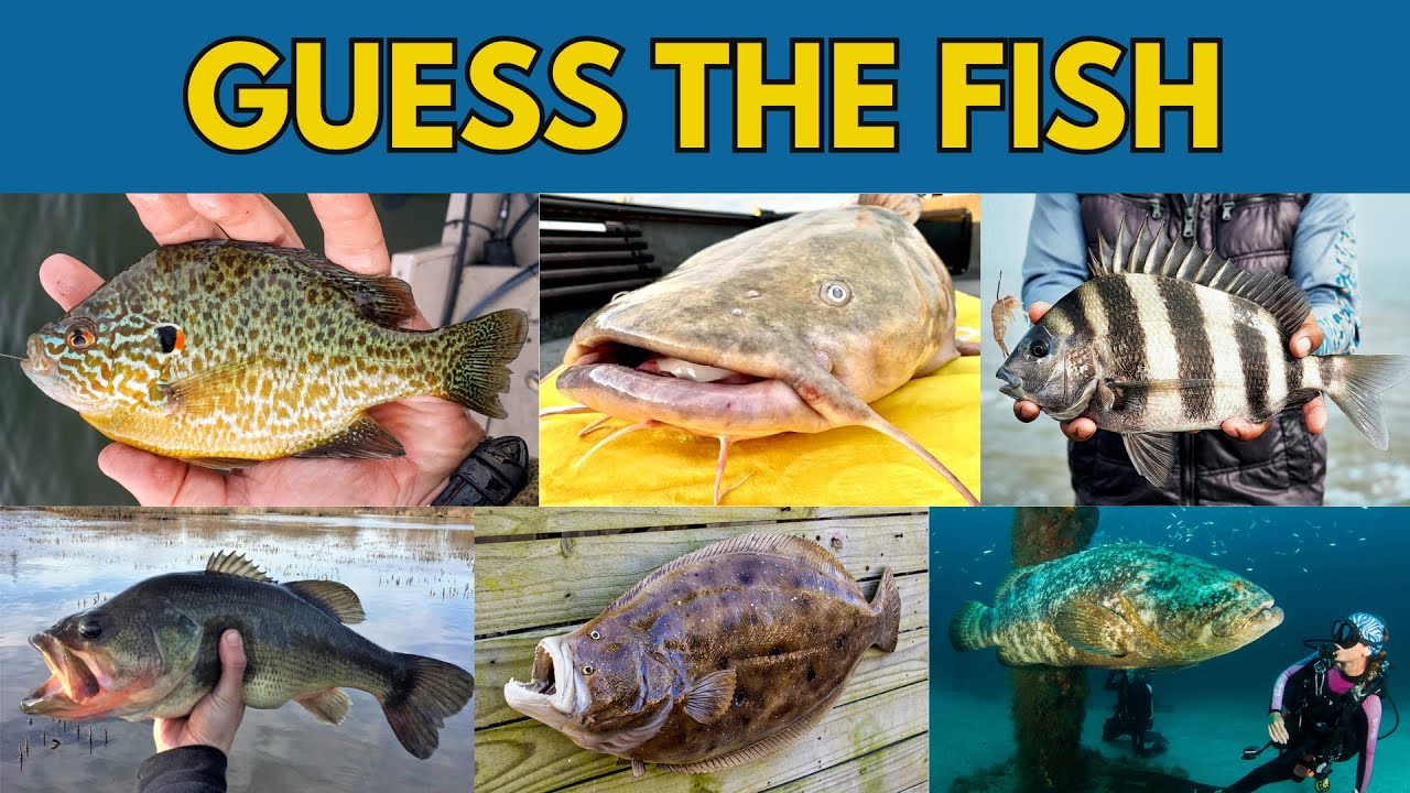 Guess the Fish by the picture! | Fishermen Quiz Challenge