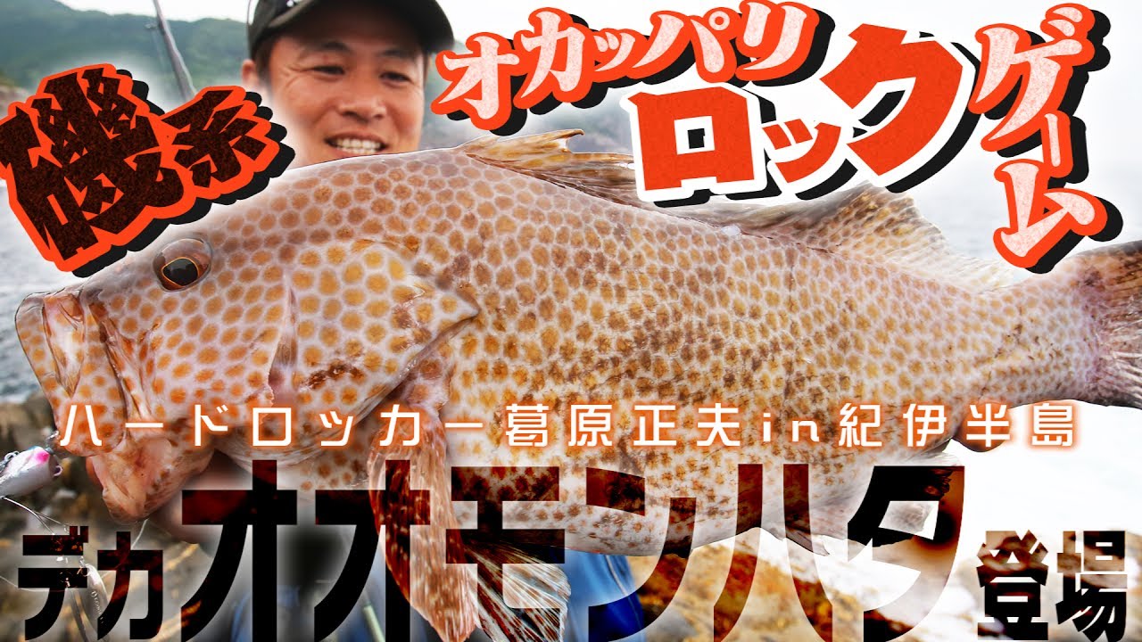 【デカオオモンハタ登場】磯系オカッパリロックゲームLIVE！in紀伊半島
