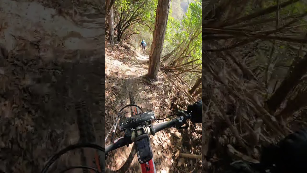 Tronchi monte Rua , enduro colli Euganei 