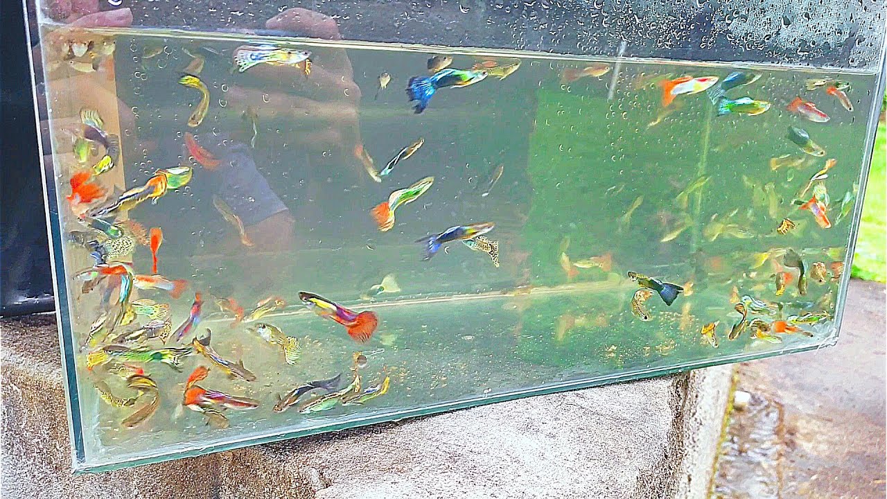 Baixei um tanque escavado e saíram muitos Guppys!