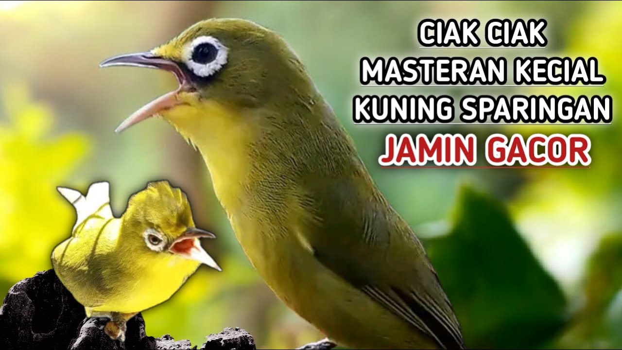 DI JAMIN VIRAL SUARA MASTERAN LOMBA ‼️ CIAK CIAK SPEED DAN SUARA PENDEK BIKIN BURUNG ANDA CEPAT JOSS