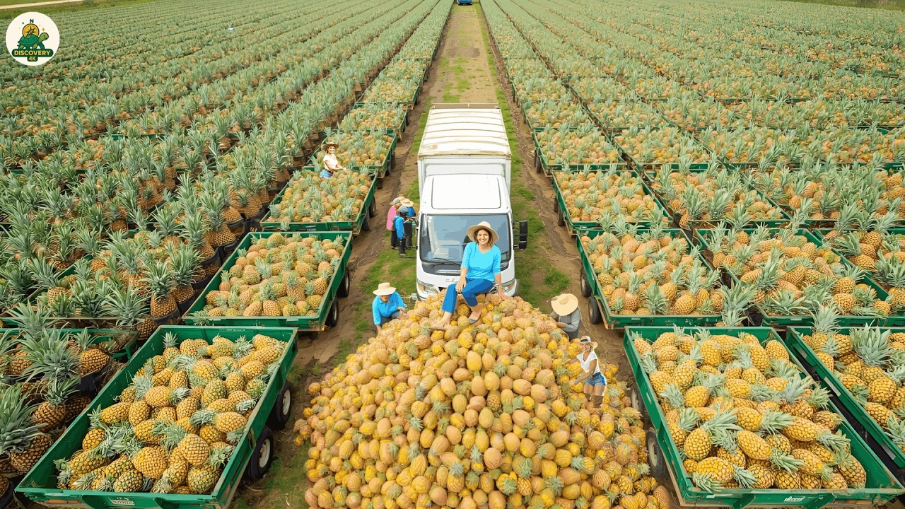 Pineapple Harvesting Just Got WAY More Massive With These Super Giant Processing Systems