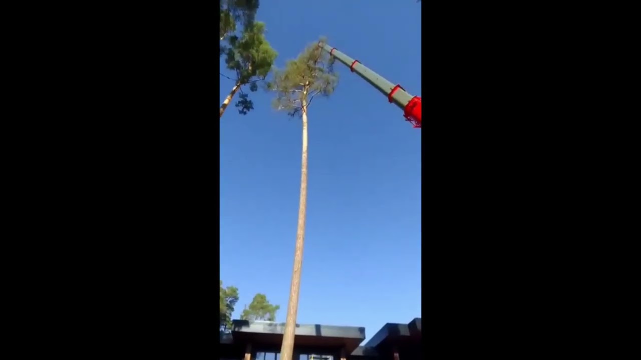 Attaratatata) #acrobat #motivation  #edit #arborist #extreme #calisthenics #gymnast