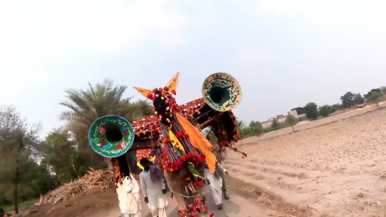 beautiful camel Jamaat