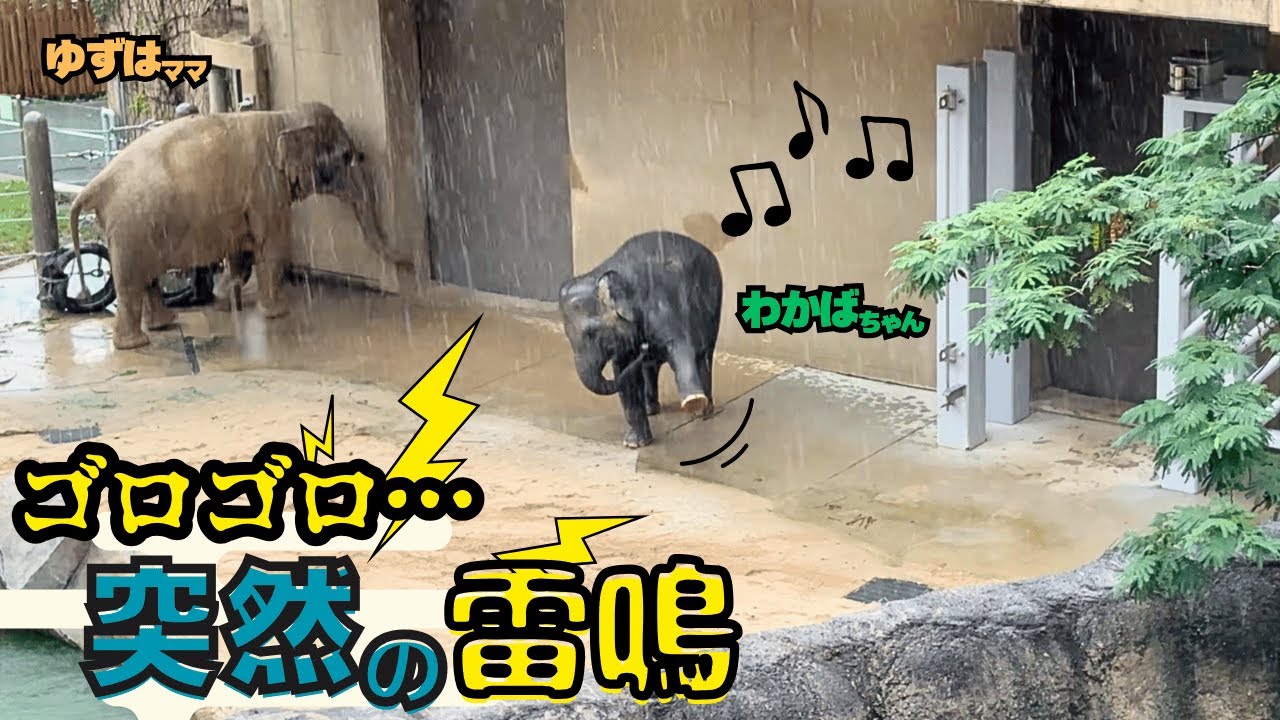 【突然の雷！そのときゾウの親子は…？】静かに見守ってきました