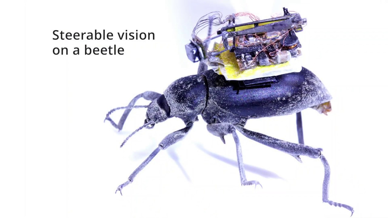 Wireless Steerable Vision for Live Insects and Insect-scale Robots