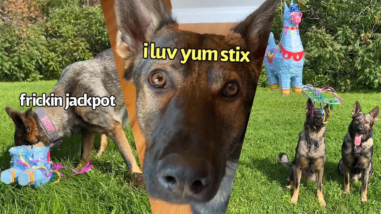 Dogs Go Nuts On Piñata