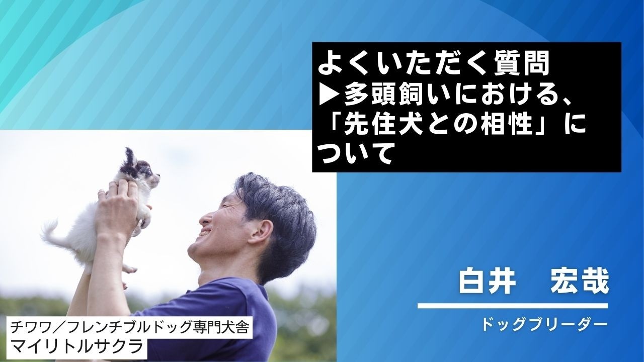 よくいただくご質問▶多頭飼いにおける、先住犬との相性について🐾 #チワワ #フレンチブルドッグ #チワワブリーダー #岡山ブリーダー #岡山県 #フレンチブルドッグブリーダー #子犬お迎え
