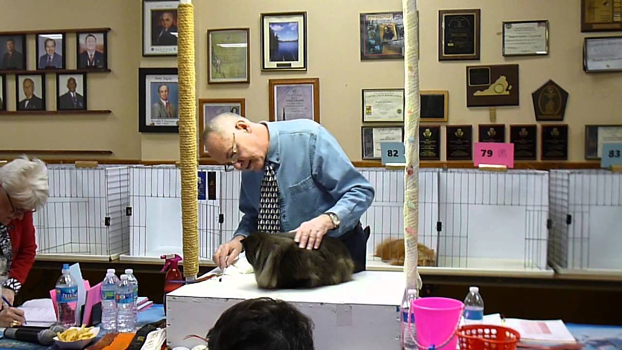 Petunia in Ring 4 with Gary Powell at the Feb 7 2015 CFA Newport News, VA Show