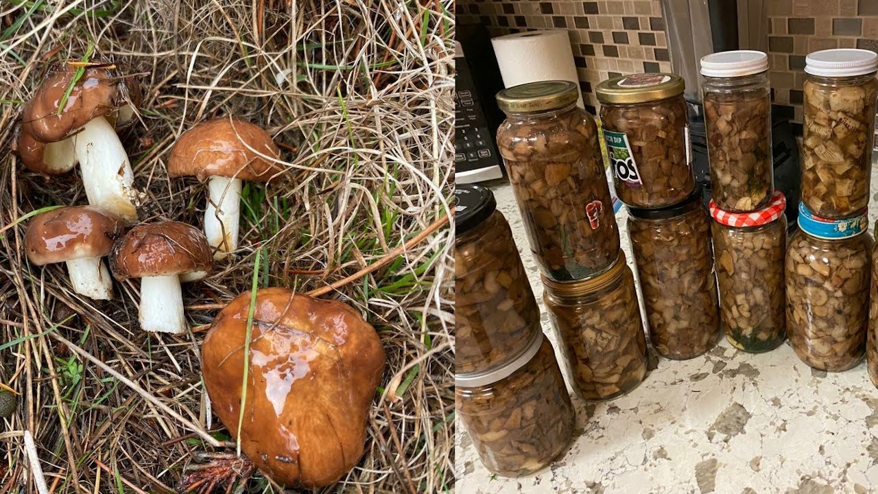 Mushroom foraging at California Pacific coastline & mushroom cooking class!