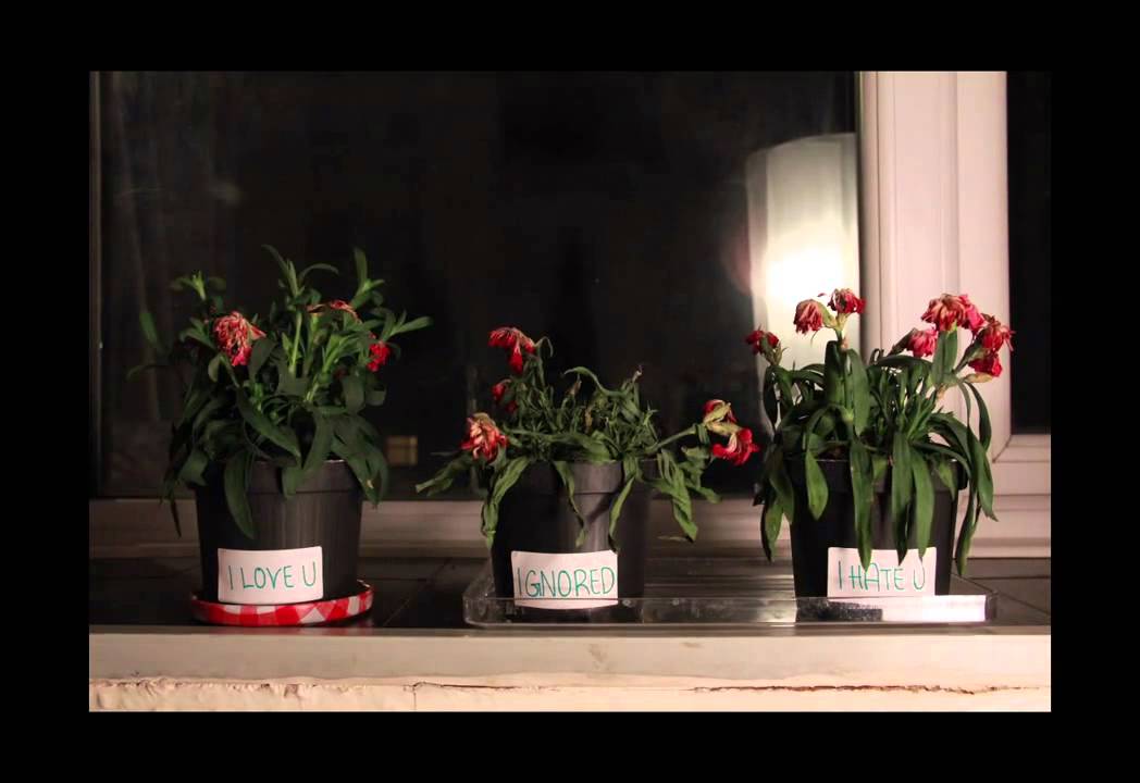 The Flowers Experiment
