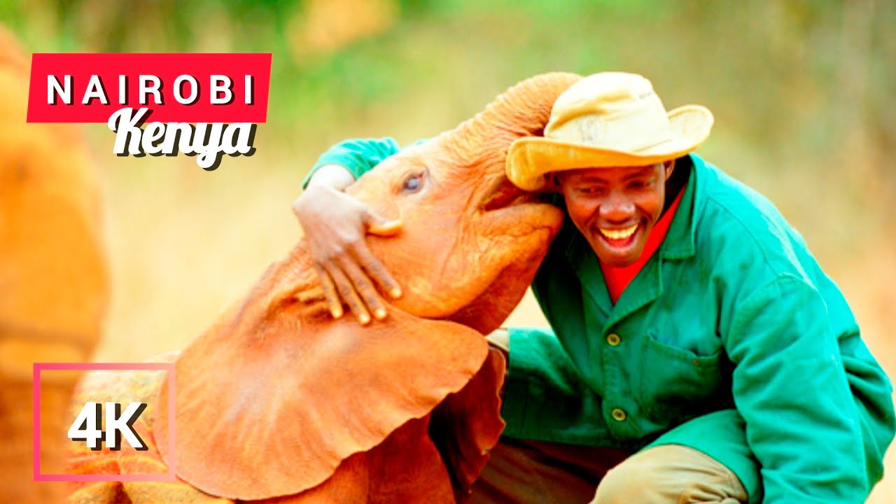 TRUE LOVE FOUND! A Must See, The David SHELDRICK Elephant Orphanage in Nairobi _ KENYA 🇰🇪