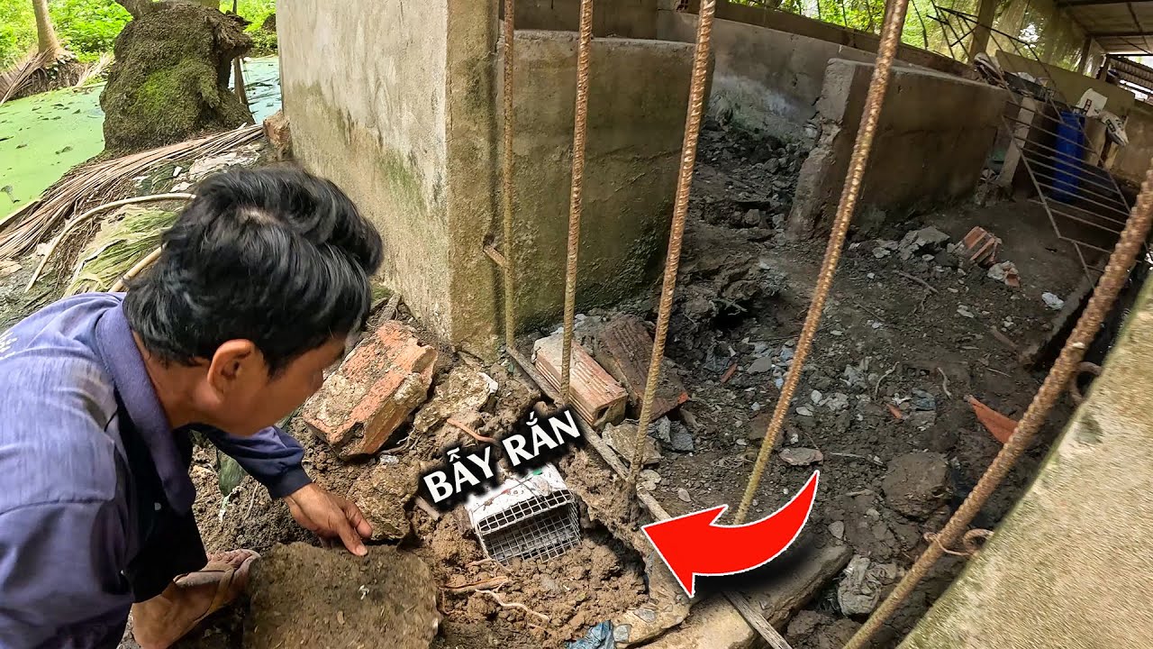 Dính Bẫy Rồi Nè, Một Con Rắn Được Xếp Hạng Nhất | TGSB #1188